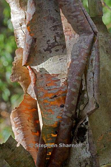 betula utilis bark 2 graphic